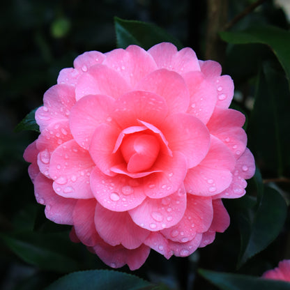 Camellia x williamsii 'Hari Withers'