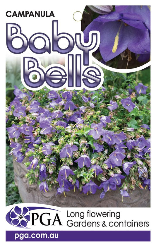 Campanula ‘Baby Bells’
