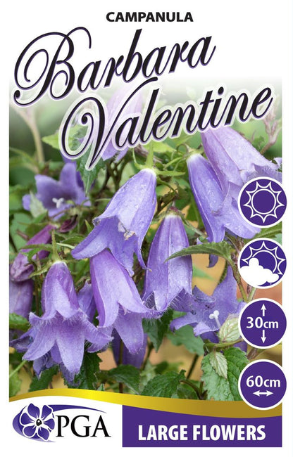 Campanula ‘Barbara Valentine’