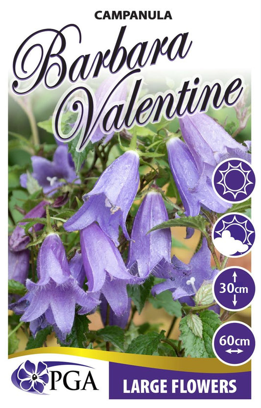 Campanula ‘Barbara Valentine’