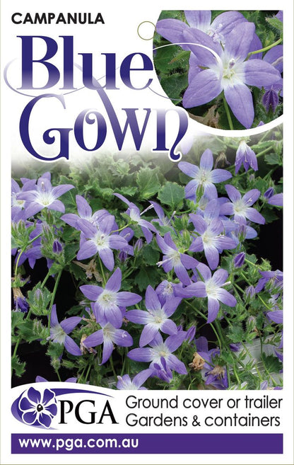 Campanula ‘Blue Gown’