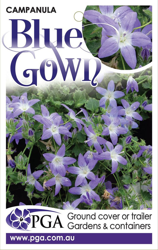 Campanula ‘Blue Gown’