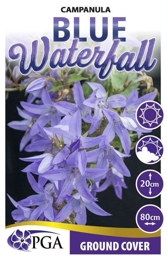 Campanula ‘Blue Waterfall’