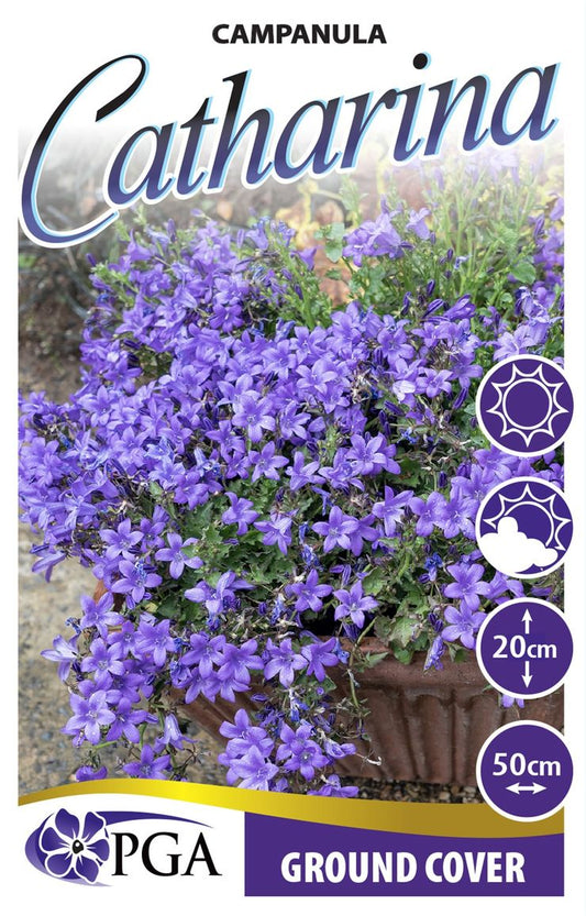 Campanula ‘Catharina’
