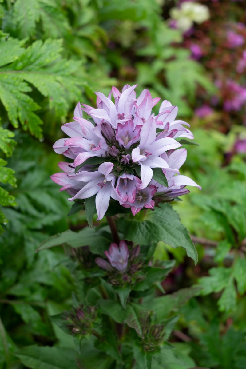 Campanula ‘Emerald’