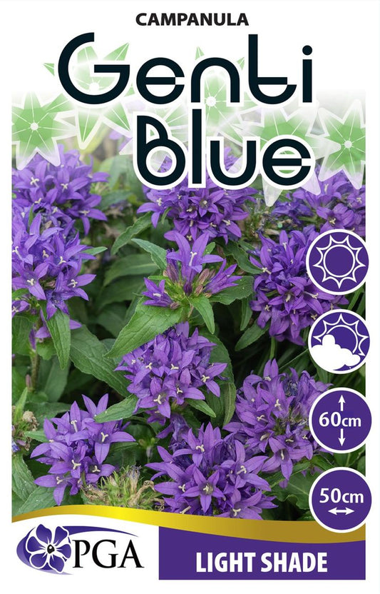 Campanula ‘Genti Blue’