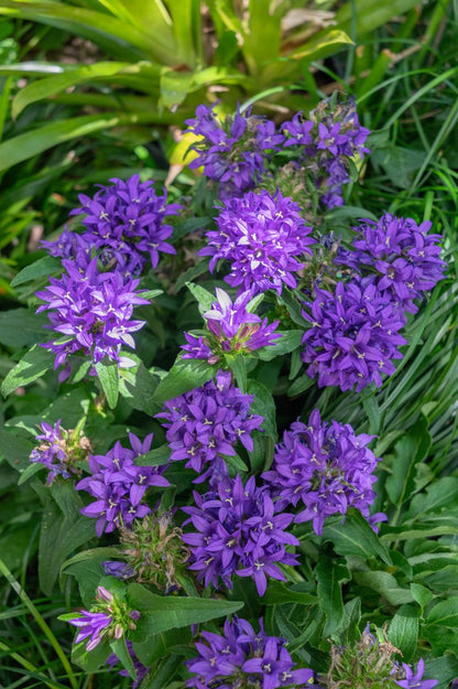 Campanula ‘Genti Blue’