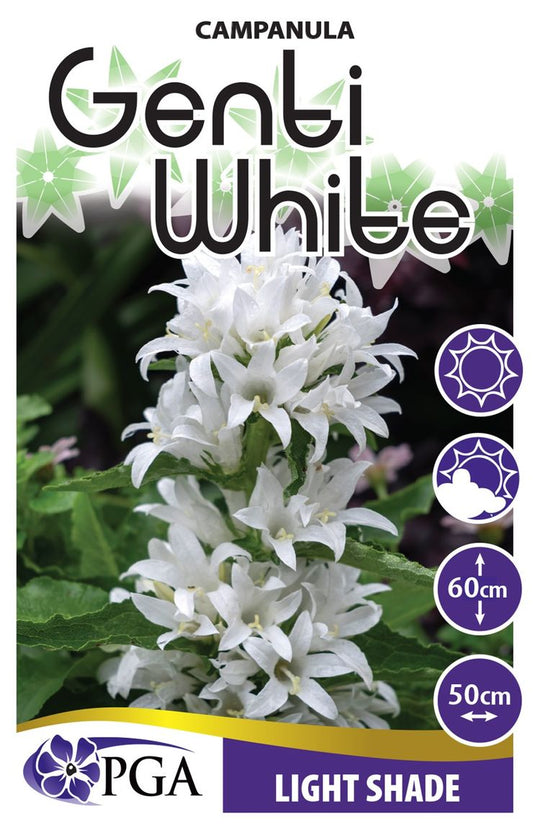 Campanula ‘Genti White’