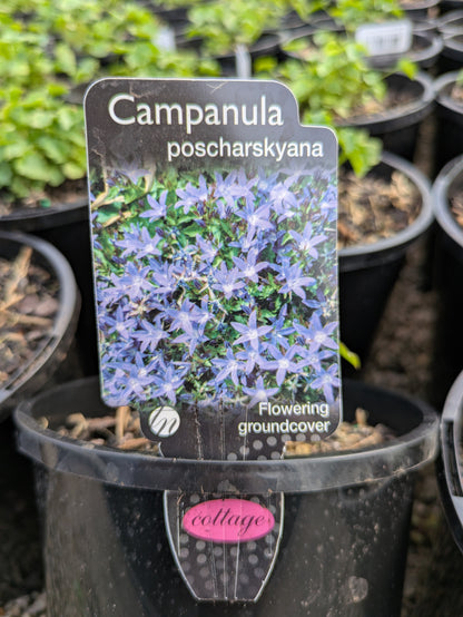Campanula poscharskyana
