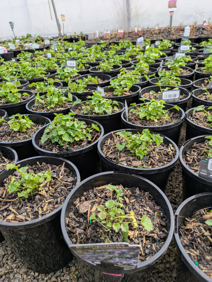 Campanula poscharskyana