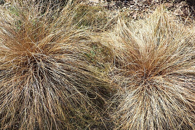Carex Comans Bronze