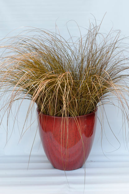 Carex "Dusky Fountain"