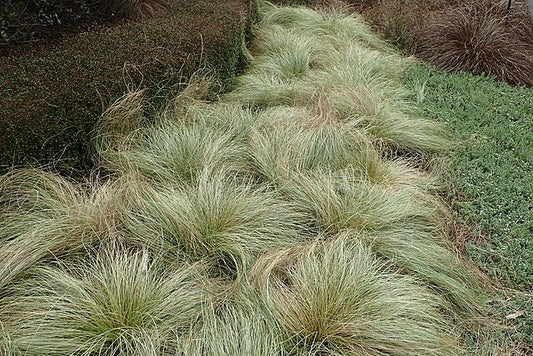 Carex Frosted Curls