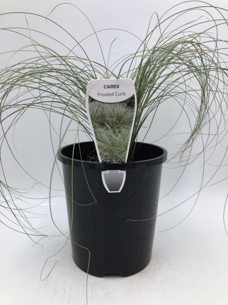 Carex Frosted Curls