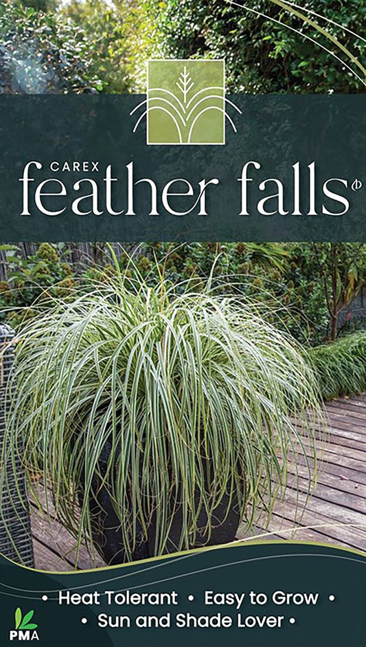 Carex ‘Feather Falls’