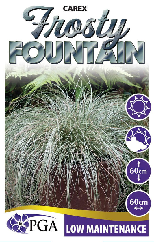 Carex ‘Frosty Fountain’