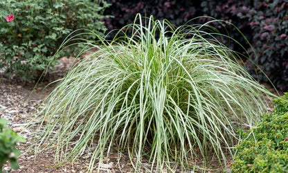 Carex ‘Moon Falls’