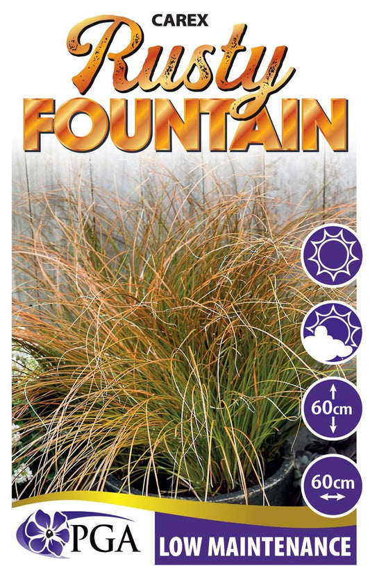 Carex ‘Rusty Fountain’