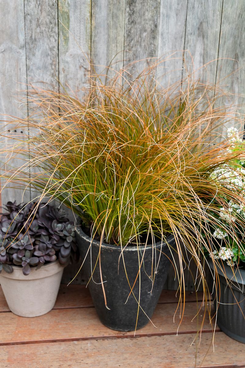 the plant broker