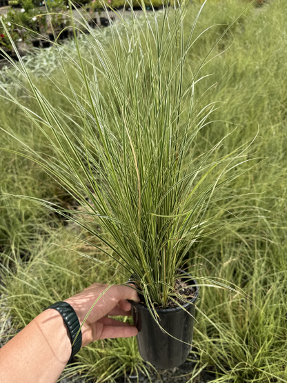 Carex brunnea Variegata