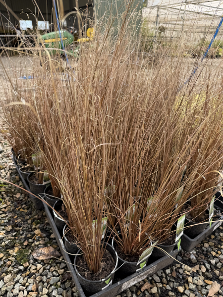 Carex buchananii