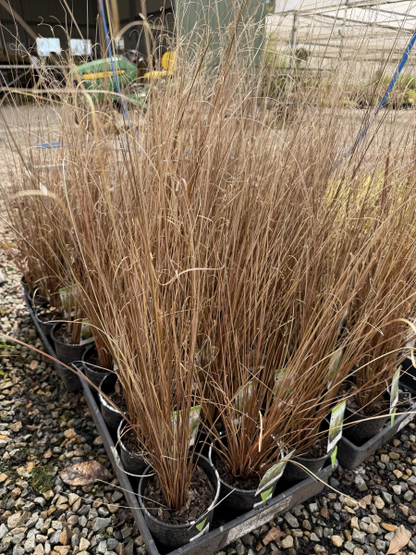 Carex buchananii