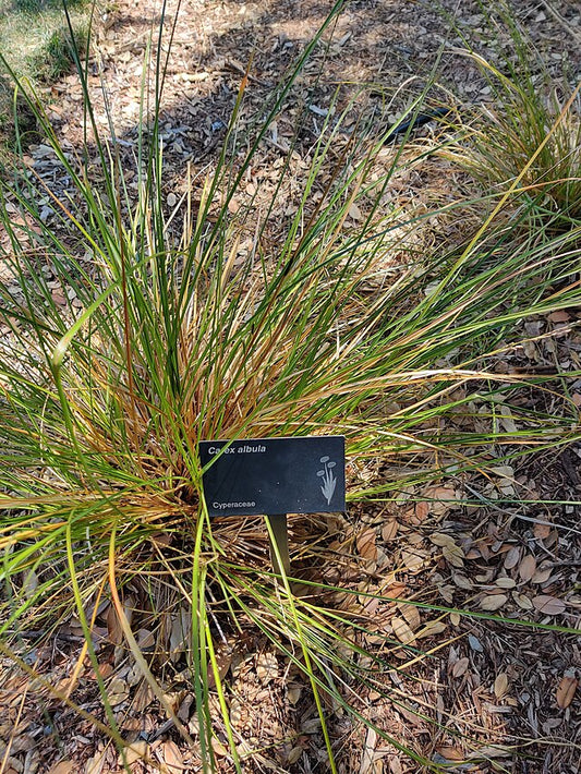 Carex albula