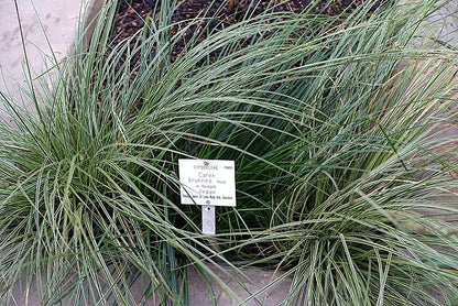 Carex brunnea Variegata