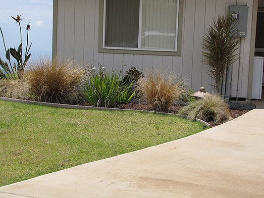 Carex buchananii