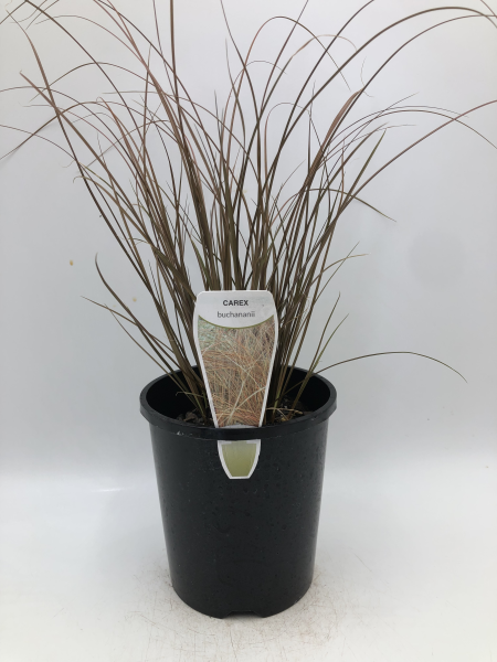 Carex buchananii