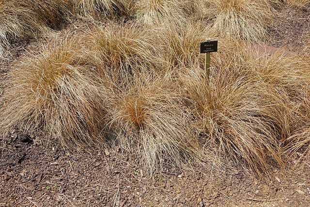 Carex flagellifera