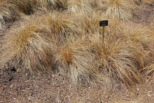 Carex flagellifera