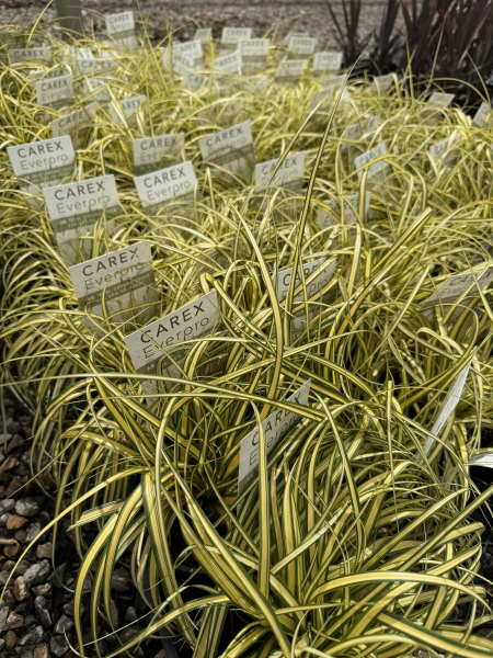 Carex oshimensis Everoro