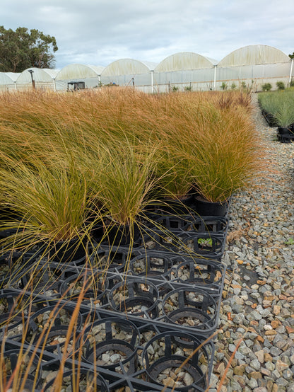 Carex testacea Orange Sedge