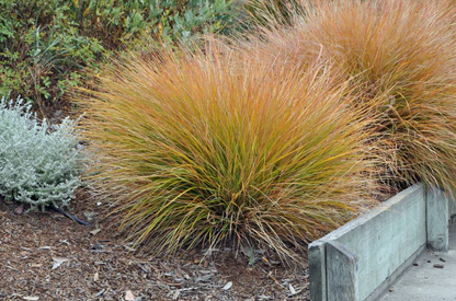 Carex testacea Orange Sedge