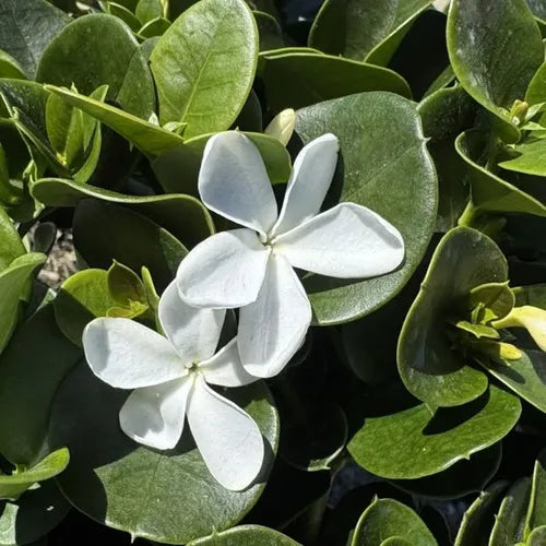 Carissa macrocarpa 'Desert Star'