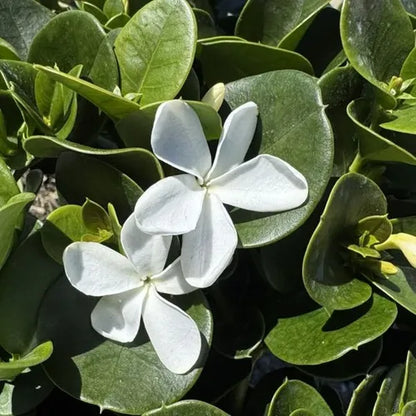Carissa macrocarpa 'Desert Star'