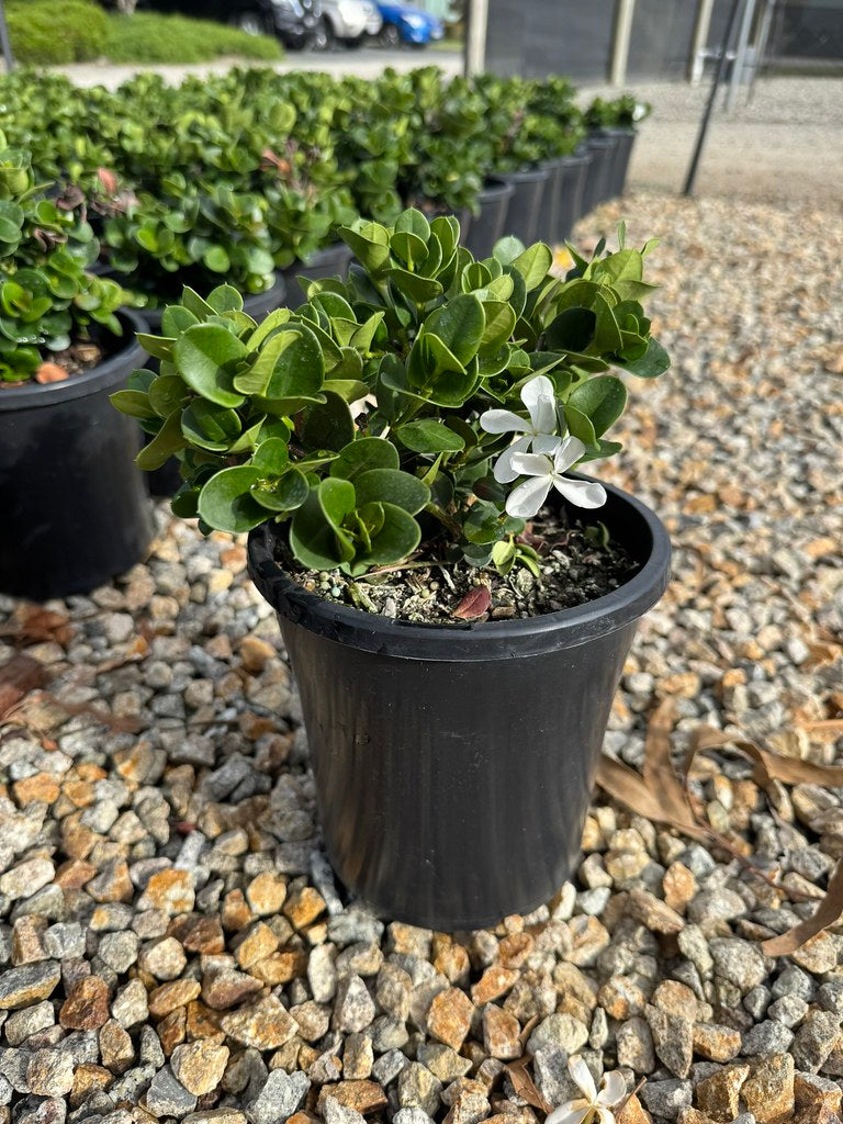 Carissa macrocarpa 'Desert Star'