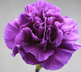 Carnation - Violet