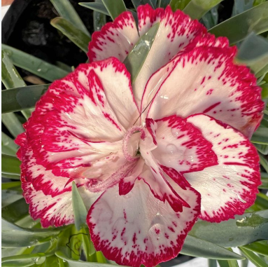 Carnation Adorable Cami