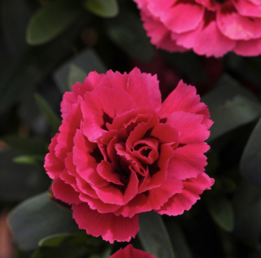 Carnation Cherry Velvet