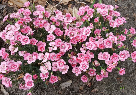 Carnation Sunflor Peach Party