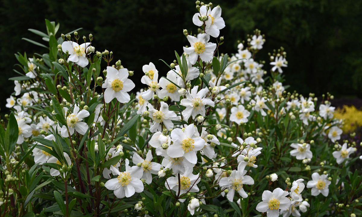 Carpenteria  Californian Snow