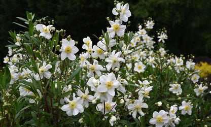 Carpenteria  Californian Snow