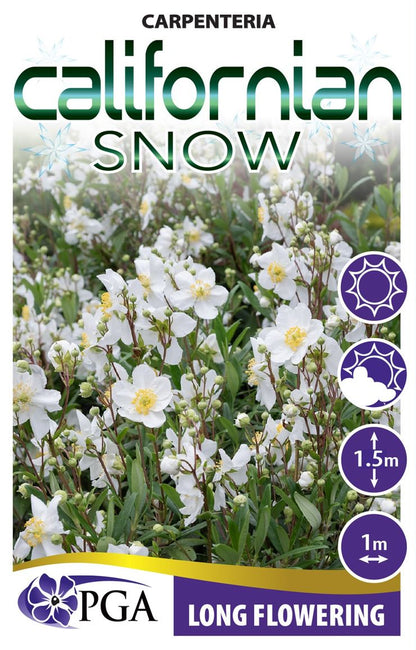 Carpenteria  Californian Snow