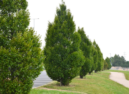 Carpinus betulus 'Fastigiata'