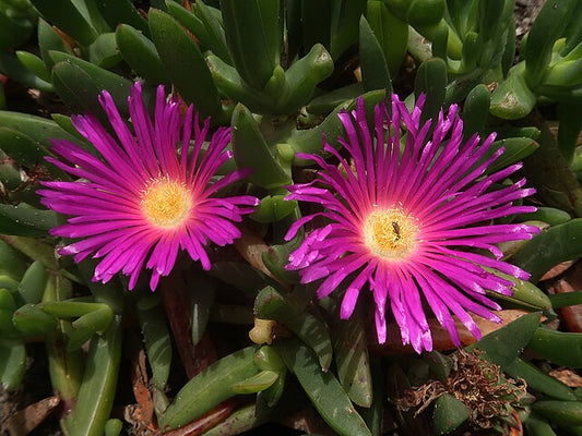 Carpobrotus rossii