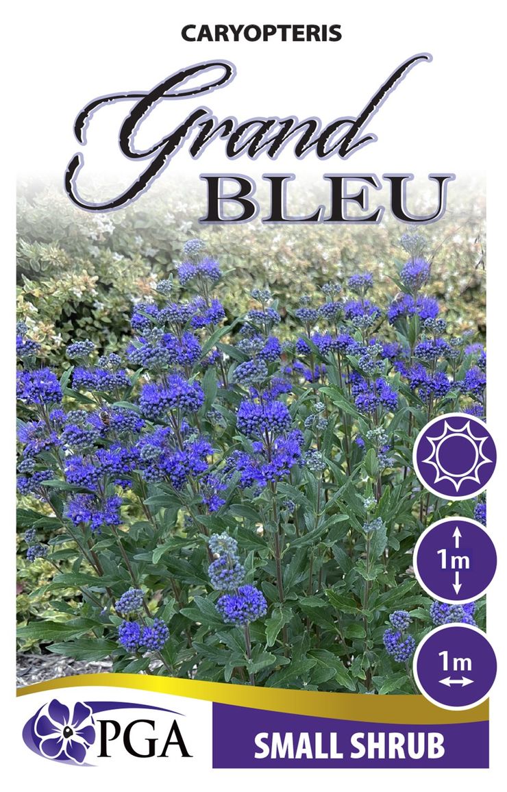 Caryopteris ‘Grand Bleu’