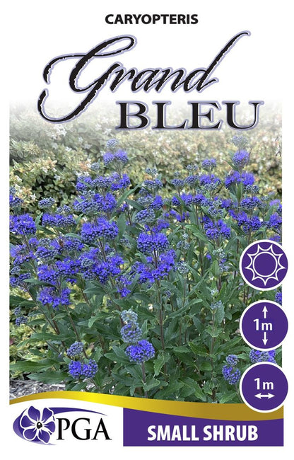 Caryopteris ‘Grand Bleu’