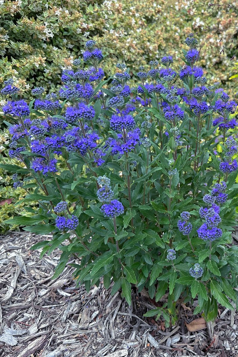 Caryopteris ‘Grand Bleu’